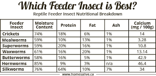 fatty foods advice please hedgehog central hedgehog