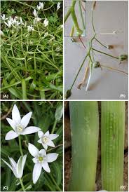 Image result for Asparagaceae