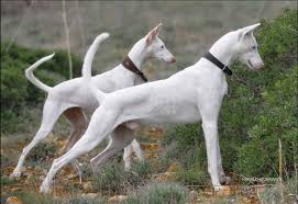 A Pair Of Elegant White Ibizan Hounds This Breed Is A Fast Dog That Can Hunt On All Types Of Terrain Working By Scent Sound In 2020 Ibizan Hound Beautiful Dogs Dogs