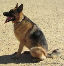 Black and yellow german shepherd. German Shepherd Dog Breed Pictures 5