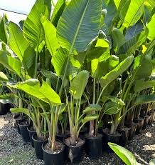 Image result for Strelitzia