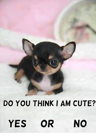 25 Best Memes About Do You Think I Am Cute Do You Think I Am Cute Memes