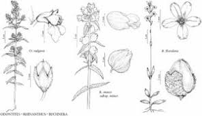 Image result for Buchnera