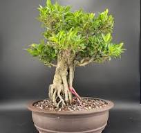 Ficus Bonsai Trees: Ginseng and Retusa Plants at ...