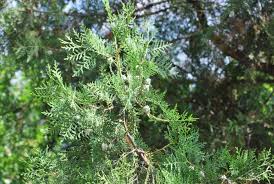 Image result for Platycladus orientalis