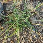 Image result for Aristida congesta