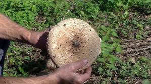 Check spelling or type a new query. Classifica Top 15 Funghi Velenosi Youtube