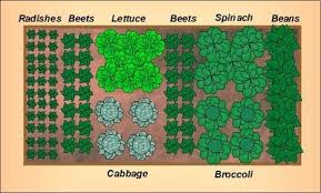 Fall Vegetable Garden Layout For A 4 X8 Raised Bed Fall Garden Vegetables Garden Layout Vegetable Small Vegetable Gardens