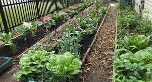 Mini kebun dan taman di rumah sambungan. Ngeruk Berkebun Organik Di Negeri Paman Sam Komunitas 1000 Kebun