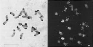 Image result for Vigna racemosa