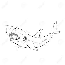 1024 x 683 jpeg 90 кб. Great White Shark Hand Drawing Vintage Engraving Illustration Royalty Free Cliparts Vectors And Stock Illustration Image 126140445