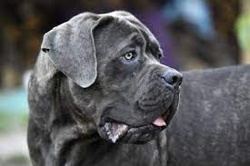 These practices have had a great impact on the lives of these beings, giving rise to several ratifications over the years. Is It So Necessary To Cut The Ears Of A Cane Corso