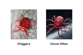 Red spider mites on concrete. Clover Mites Vs Chiggers Everything You Need To Know Pest Control Geek