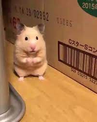 Follow Me For More Videos Funny Hamsters Cute Hamsters Cute Baby Animals