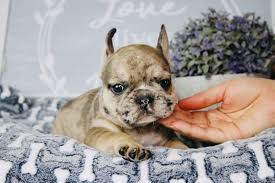 Due to our selective breeding, puppies inherit the. Whitney Dreamy Bulldogs Dreamy Bulldogs