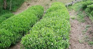 Posts About Camellia Sinensis On Herbology Manchester Shade Loving Shrubs Grow Gorgeous Plants Under Trees