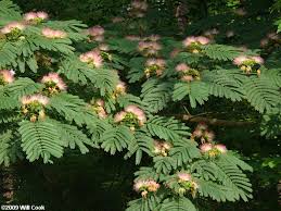 May 15, 2021 · way back in 1924, the north carolina state art society was formed with a mission to create a movement toward establishing an art museum in the north carolina. Silktree Mimosa Albizia Julibrissin