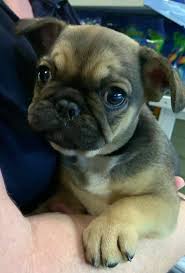 Dog portuguese water dog mix presa canario presa cane canario pug pug mix puggle puginese rat to find your perfect puppy, navigate our french bulldog mix puppies page below! Gorgeous Frug French Fins Fangs N Feathers Nowra Facebook