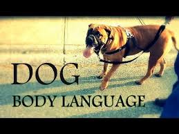 Understanding Dog Body Language Learn How To Read Dogs Behavior Better