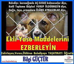 18 Onemli Kanun Maddeleri Ezberlemezseniz Belediyeler Hayvanlari Oldurmeye Devam Edecekler Haykonfed Hayvanlarin Yasam Haklari Konfederasyonu
