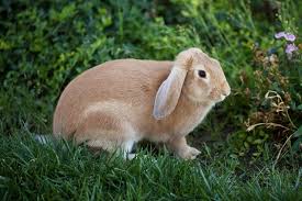 Pet insurance is key to ensure the best care for your furry companion. How Much Does It Cost To Own A Rabbit In 2021 Pet Keen