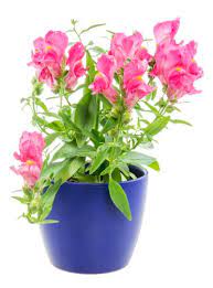 Growing Snapdragons In Pots Tips For Snapdragon Container Care Snapdragon Flowers Flower Pot Design Early Spring Flowers