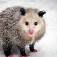 Carr, the cinnamon opossum out for a stroll. #opieacres #opieheaven