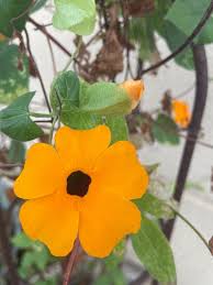 Image result for Thunbergia stelligera