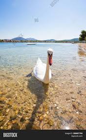 Stranica nije službena stranica općine bilice, nego je napravljena iz ljubavi prema bilicama i. Bilice Sibenik Knin Image Photo Free Trial Bigstock
