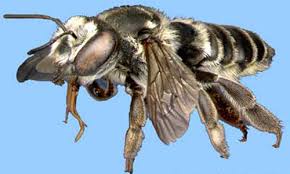 Maybe you would like to learn more about one of these? Leafcutting Bees Megachilidae