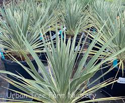 Image result for Cordyline australis
