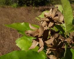 Image result for Carpodiptera africana