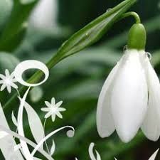 Echipa noastra va sta la dispozitie cu. 13 Felicitari De 1 Martie Martisor Ideas 8 Martie French Flowers Easter Wishes