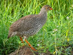 Image result for Phacelurus huillensis