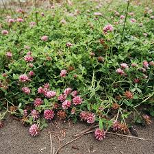Image result for Trifolium
