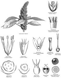 Image result for Amaranthaceae