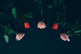 Royer's flowers & gifts coupons, promo codes & deals. Valentine S Day Gifts Harrisburg Magazine