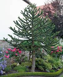 Immer wieder habe ich gehört, diese pflanze wäre nicht ganz pflegeleicht. Chilenische Araukarie Affenbaum Pflanzen Und Pflegen Mein Schoner Garten