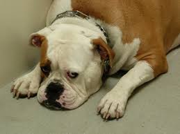 Temukan gambar stok gratis terbaik tentang anjing lucu. Pin On Sad Dog