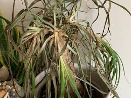 The ponytail palm, also known as beaucarnea recurvata, or nolina is a distinctive looking houseplant with a swollen thick brown stem at its base that stores water. Seeking Advice Pony Tail Palm Dying