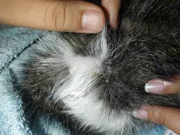 Kutu caplak adalah musuh terbesar untuk anjing. Cara Ampuh Membasmi Kutu Kucing Befren