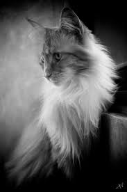 pin de elementalmagiccrafts em mici gatinhos animais animais fofos