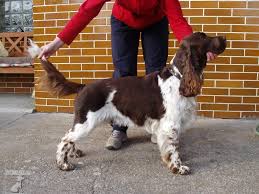 Image result for anglický špringršpaněl