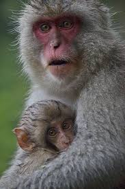 Go Beyond Animal Planet Animals And Pets Animal Pictures