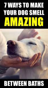 How To Make Your Dog Smell Better Without A Bath In 2020 Dog Smells Dog Breeds That Dont Shed Small Dog Toys