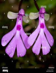 Image result for Cynorkis kassneriana