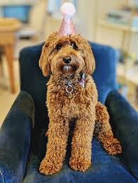 For example, an f1 goldendoodle is a cross between a golden retriever and a. Prices Sizes The Paw Pad Doodles
