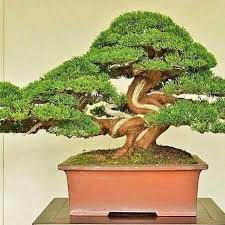 Everest Bonsai Nepal Posts Facebook