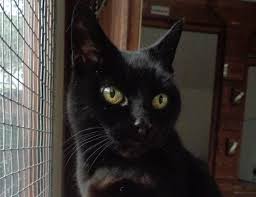 With tenor, maker of gif keyboard, add popular running cat animated gifs to your conversations. Owner Plea For Missing Liverpool Cat Found 130 Miles From Home Bbc News
