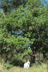 Image result for Uapaca sansibarica